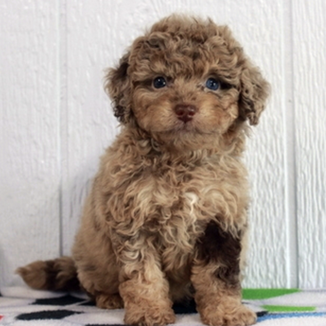 comprar cachorros sanos, baratos y asequibles para la venta